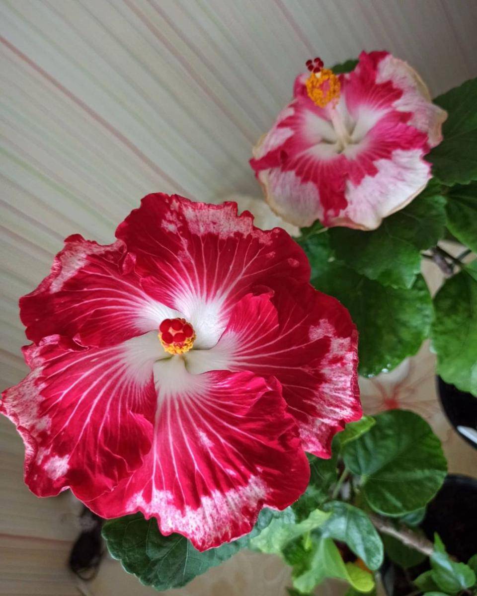 Hibiscus Cherry Appaloosa (instagram.com/flower.hobby)