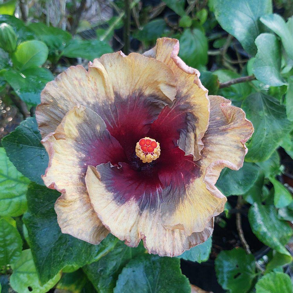 Hibiscus Dark Continent (facebook.com/caribbeanhibiscus)