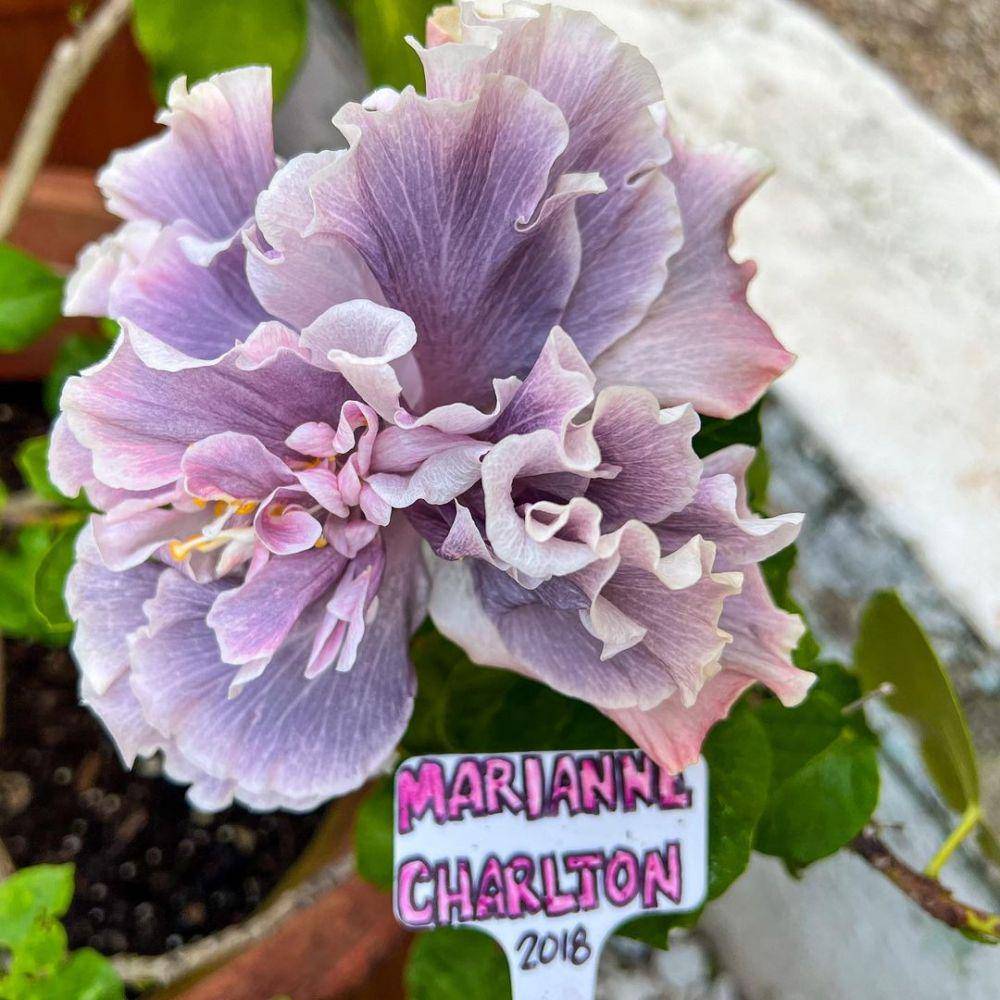 Hibiscus Marianne Charlton (instagram.com/galvestonhibiscus)