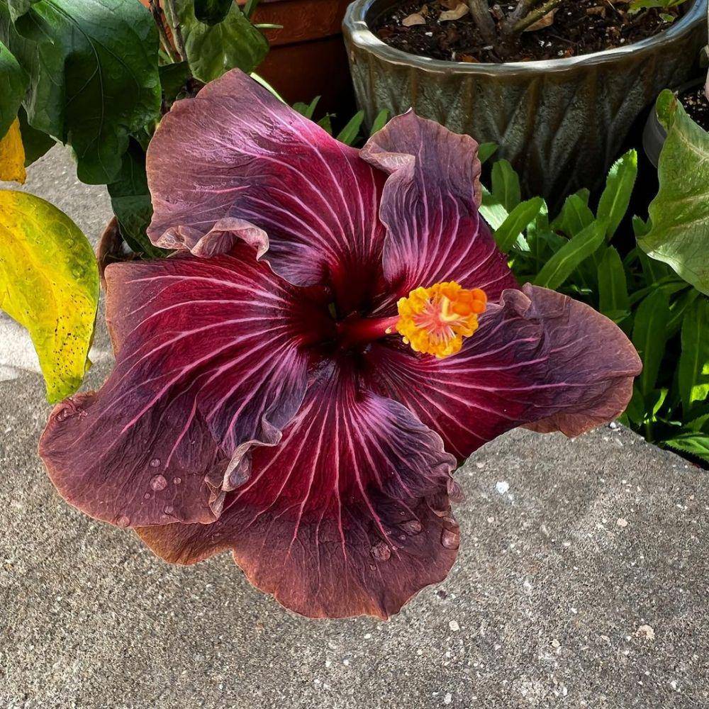 Hibiscus Delta Dawn (instagram.com/plantladylils)