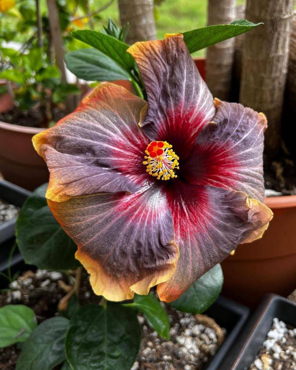Hibiscus Black Rainbow (instagram.com/plantladylils)