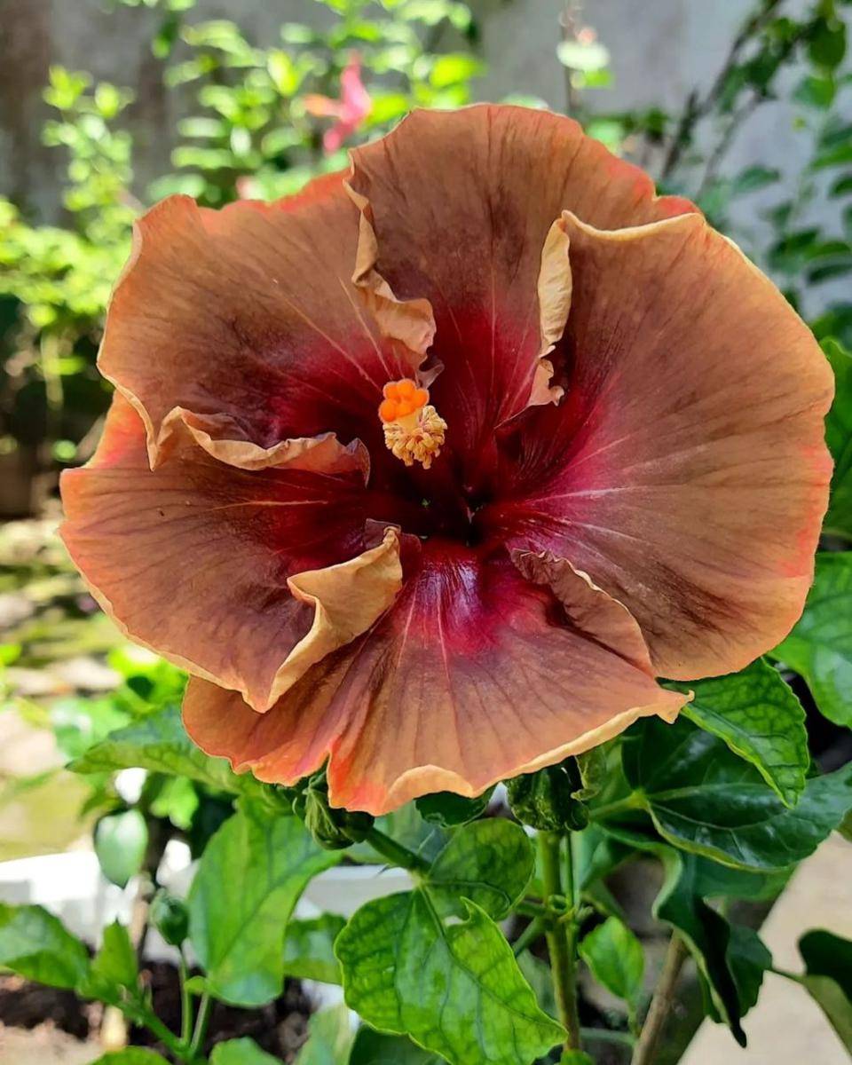 Hibiscus Voodo Magic (instagram.com/npdp_plants)