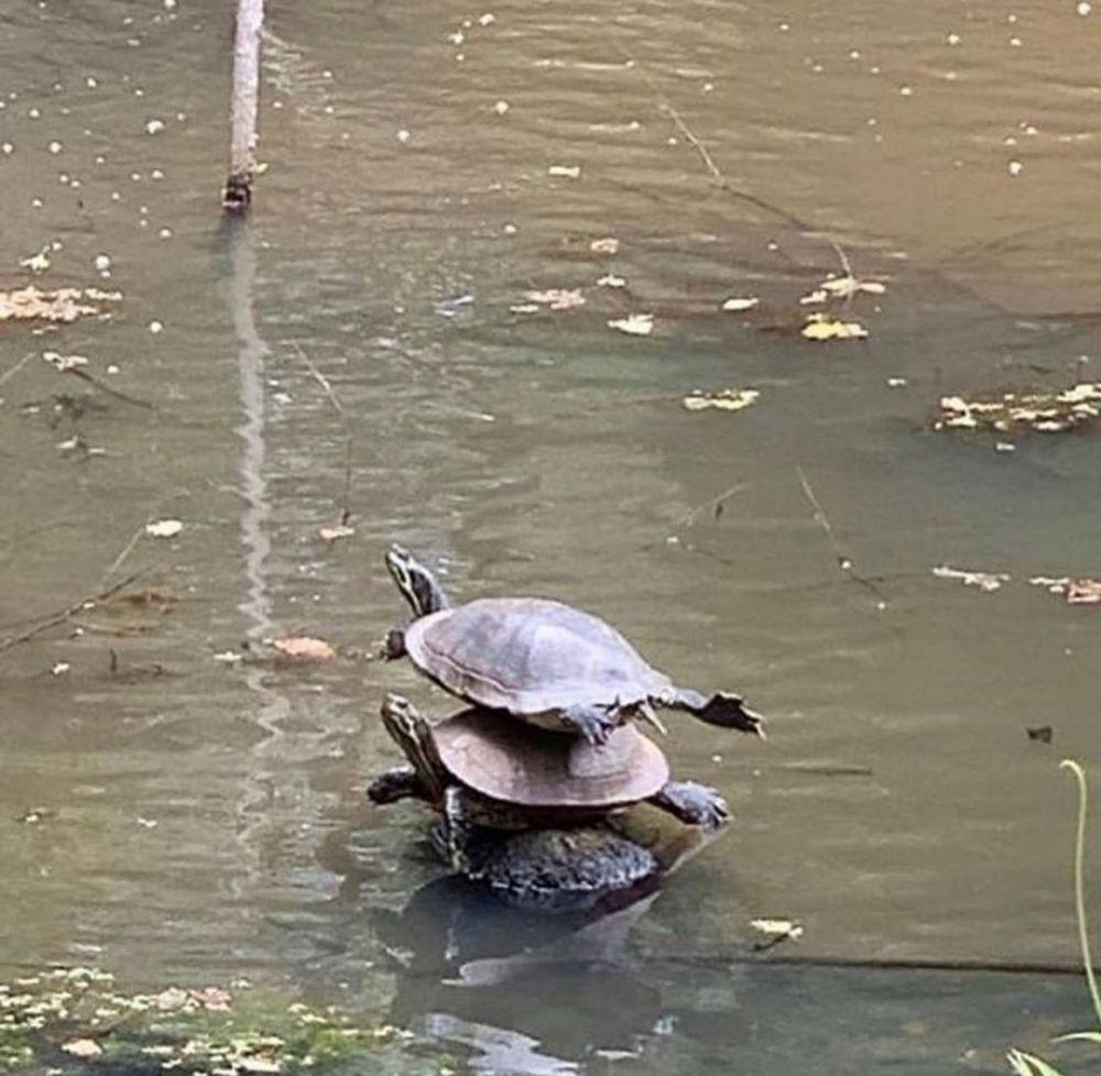 potret momen kocak hewan (instagram.com/thesnuggleisrl)