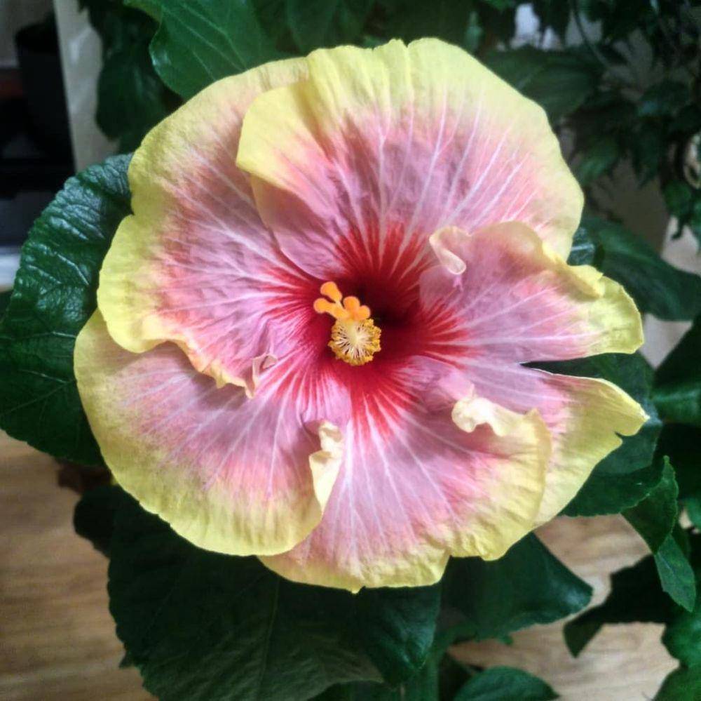 Hibiscus Donna Lynn (instagram.com/flower.hobby)