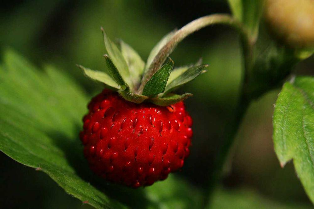 Buah yang Berkembang Biak dengan Stolon, Apa Saja?