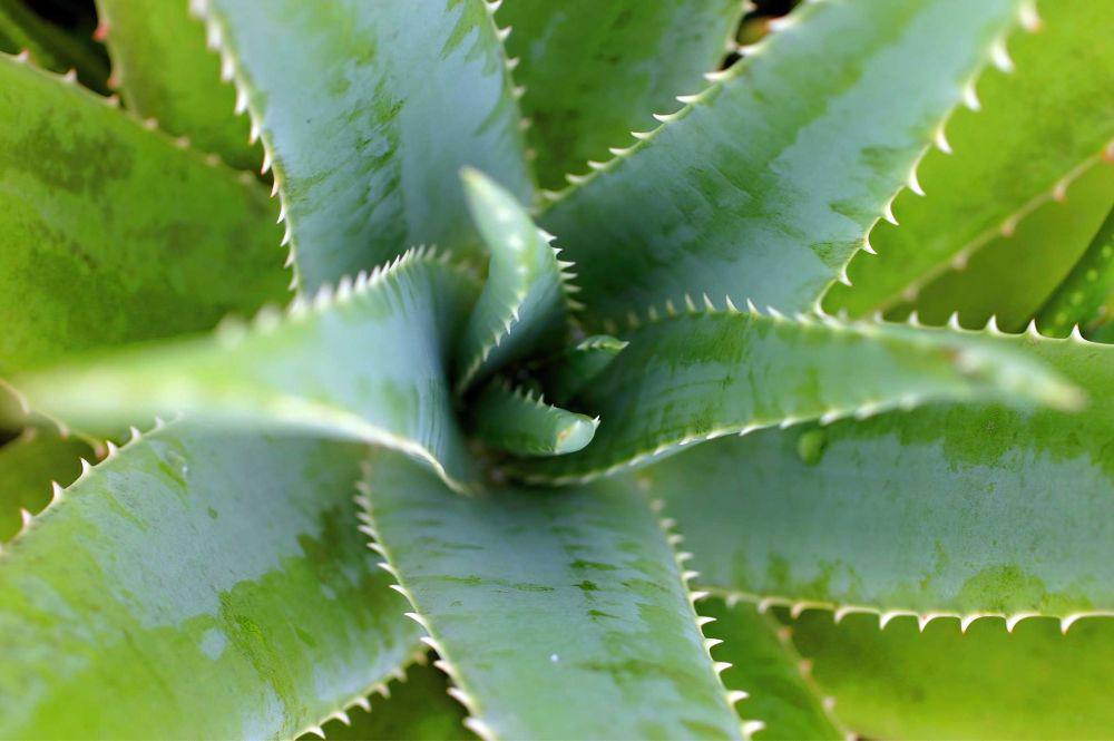 5 Fakta Tanaman Lidah Budaya, Bahan Populer untuk Skincare!