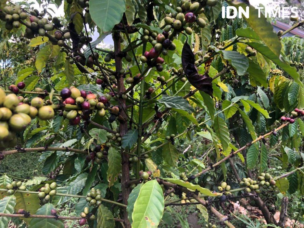 Tanaman kopi di sentra produksi kopi Pagar Alam (IDN Times/Rangga Erfizal)