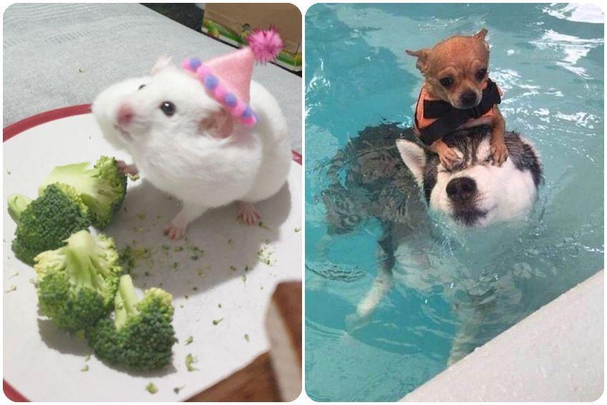 kolase potret momen kocak hewan (instagram.com/thesnuggleisrl)