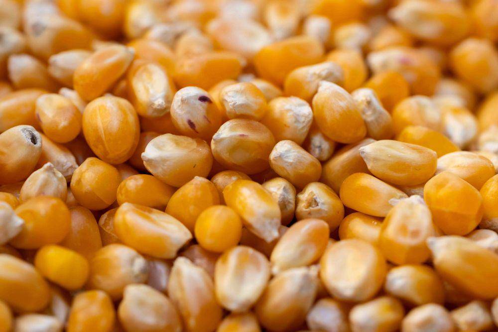 ilustrasi bibit jagung (pexels.com/Engin Akyurt)