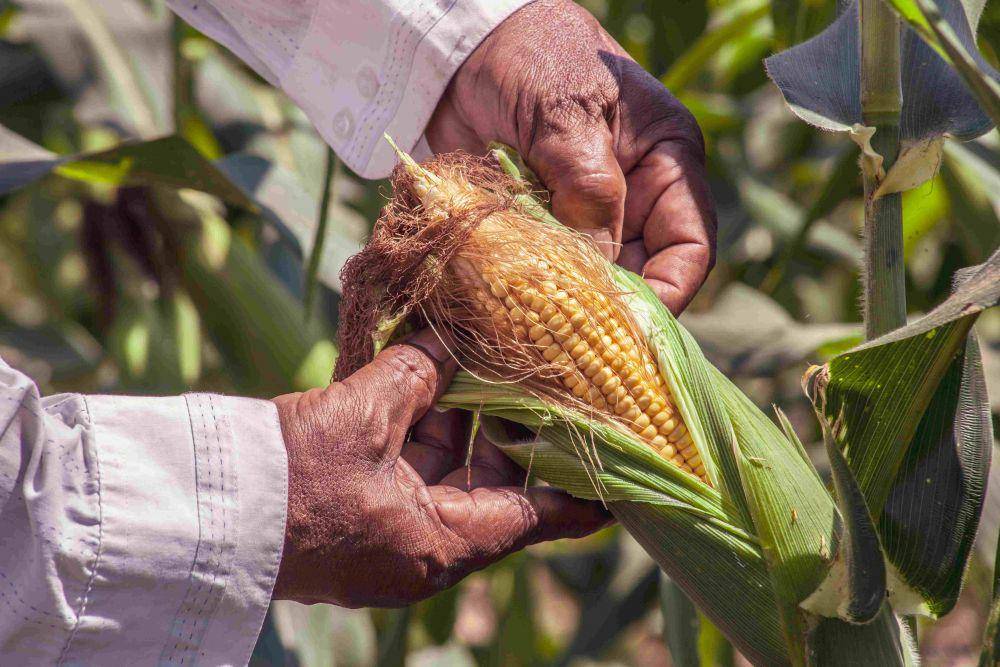 ilustrasi jagung yang siap dipanen (pexels.com/FRANK MERIÑO)