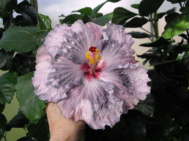 Hibiscus Snow on The Mountain (hibiscusmania.com)