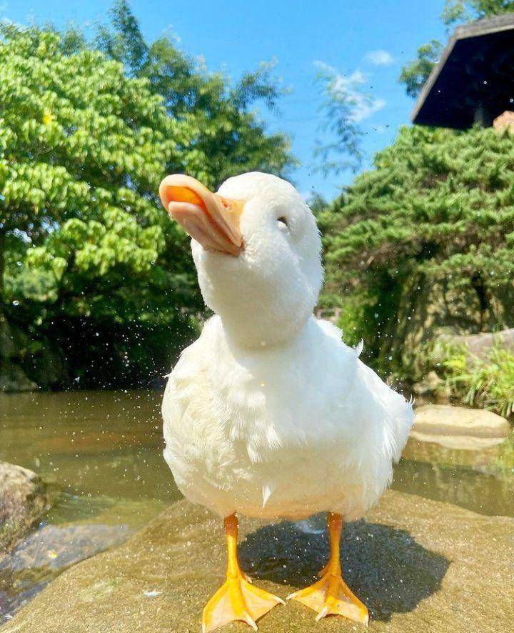 potret menggemaskan seekor bebek (twitter.com/shouldhaveaduck)