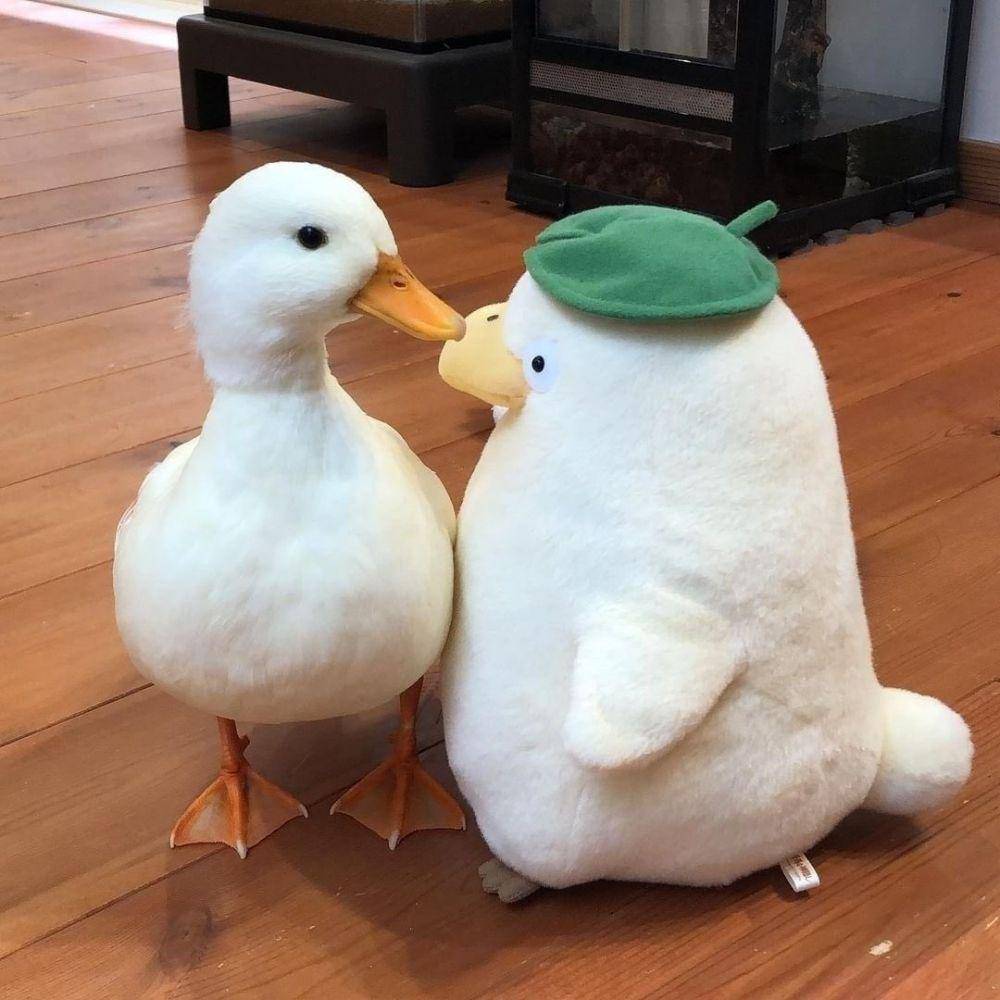 potret menggemaskan seekor bebek (twitter.com/shouldhaveaduck)