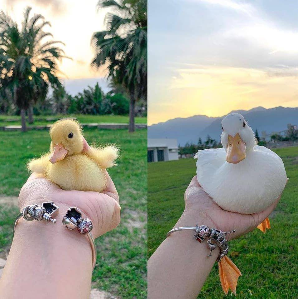 potret menggemaskan seekor bebek (twitter.com/shouldhaveaduck)