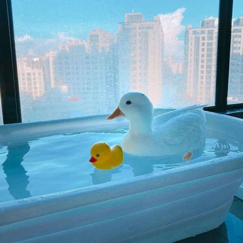 potret menggemaskan seekor bebek (twitter.com/shouldhaveaduck)