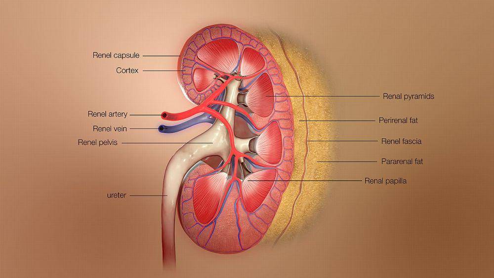 Ilustrasi organ ginjal (commons.wikimedia.org/scientificanimations)