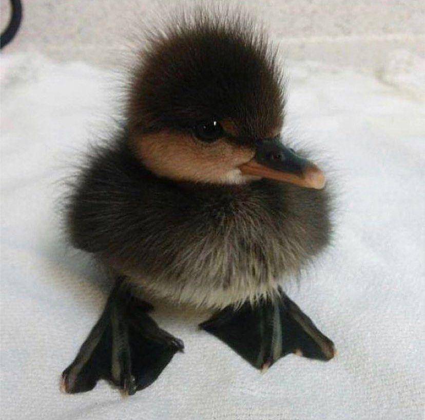 potret menggemaskan seekor bebek (twitter.com/shouldhaveaduck)