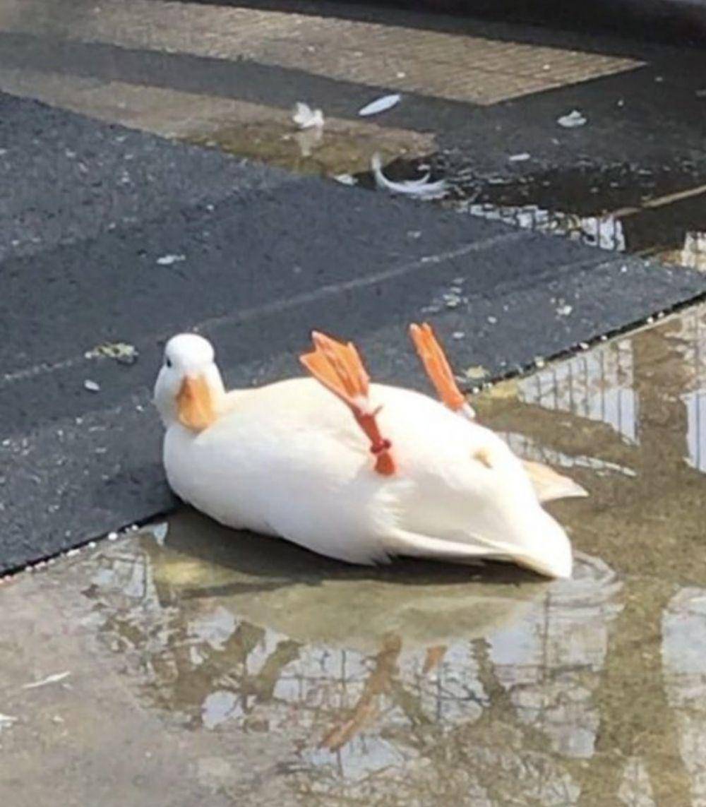 potret menggemaskan seekor bebek (twitter.com/shouldhaveaduck)