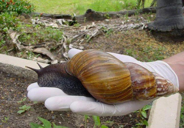 5 Fakta Invasi Hewan yang Paling Ditakuti   di Florida, Siput Raksasa