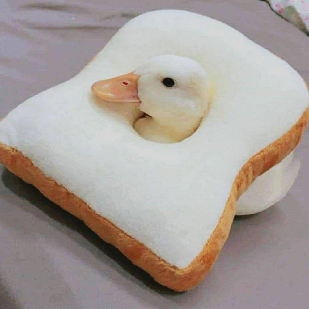 potret menggemaskan seekor bebek (twitter.com/shouldhaveaduck)