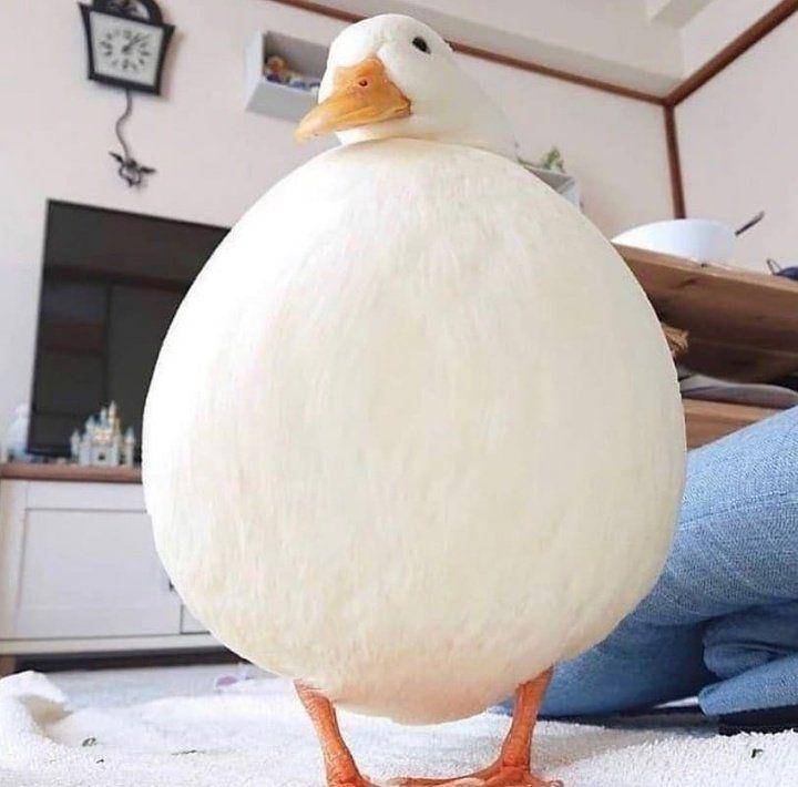 potret menggemaskan seekor bebek (twitter.com/shouldhaveaduck)