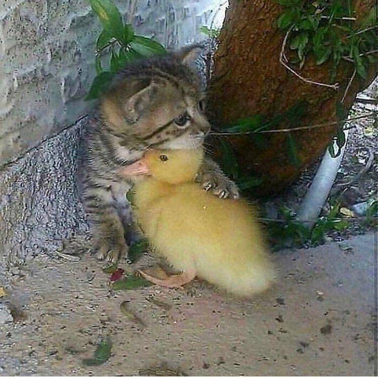 potret menggemaskan seekor bebek (twitter.com/shouldhaveaduck)
