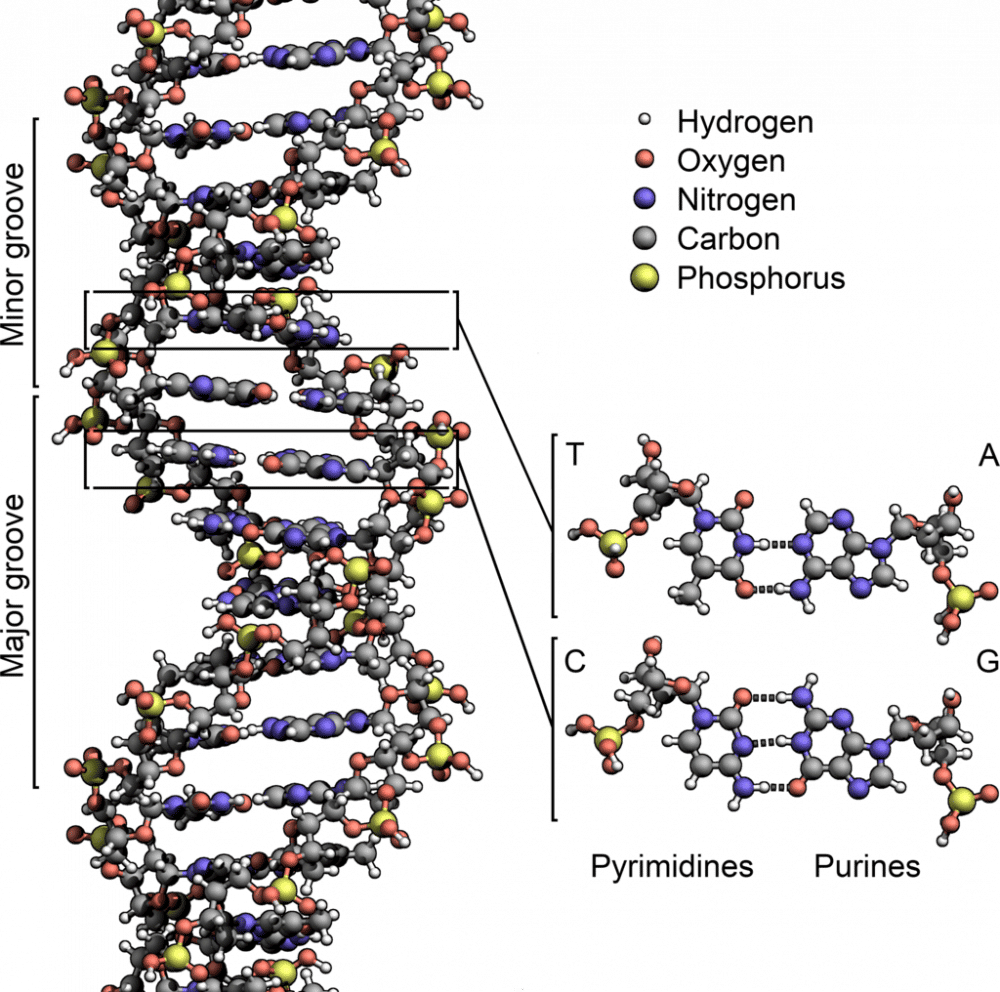 Ilustrasi struktur DNA dan molekul-molekul penyusunnya (commons.wikimedia.org/Zephyris)