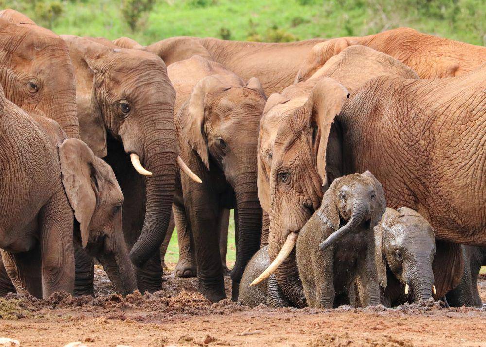 Ilustrasi populasi gajah (pixabay.com/polyfish-9700091)