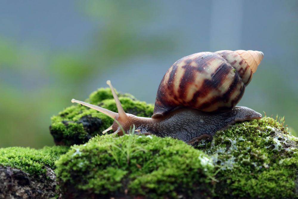 siput raksasa Afrika yang bernama latin Archatina fulica (freepik.com/kuritafsheen77)
