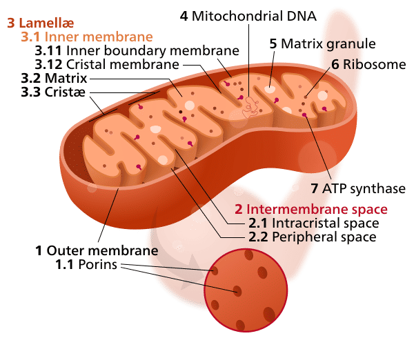 Ilustrasi mitokondria (commons.wikimedia.org/Kelvinsong)