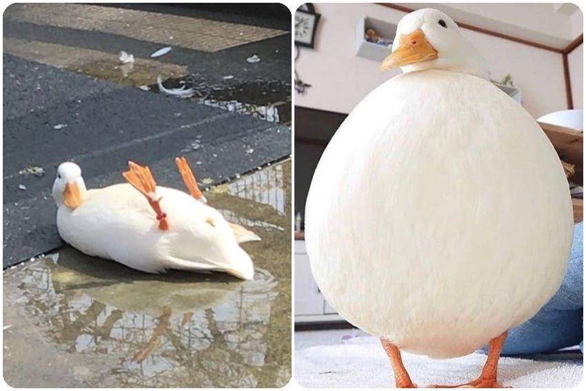 kolase potret menggemaskan seekor bebek (twitter.com/shouldhaveaduck)