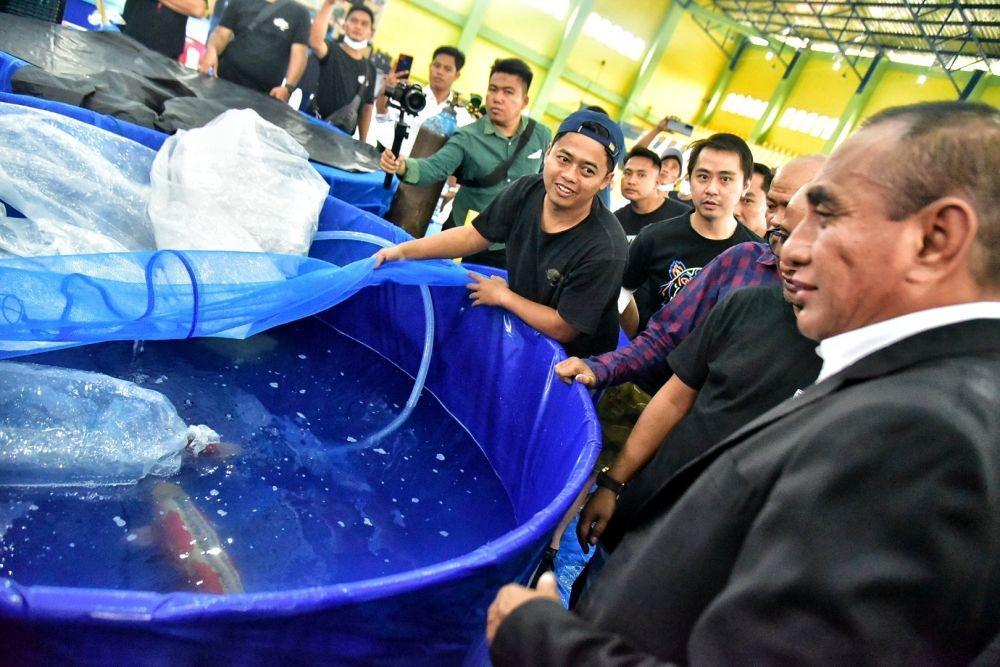Koi Show Sumut 2022, Edy Turunkan 4 Ekor Ikan Miliknya