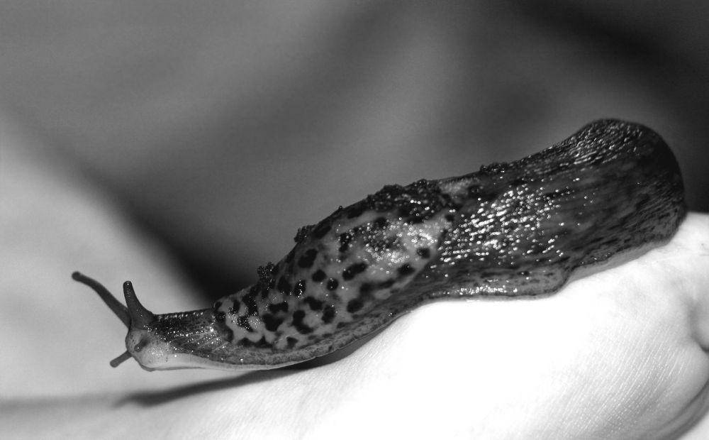 slug atau siput telanjang (unsplash.com/Sharon Waldron)