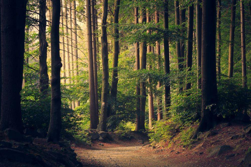 ilustrasi hutan (unsplash.com/Lukasz Szmigiel)