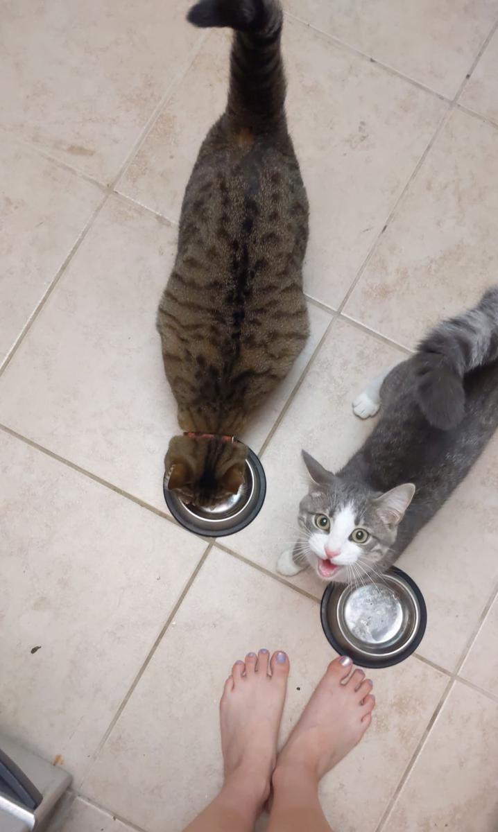 potret lucu kucing mengeong (reddit.com/user/ana_conda)