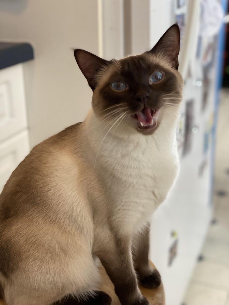potret lucu kucing mengeong (reddit.com/user/eechrst)