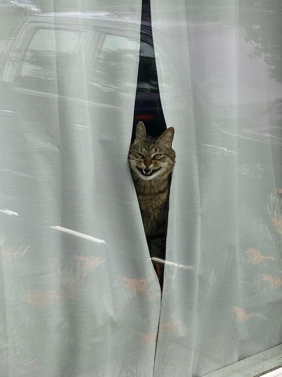 potret lucu kucing mengeong (reddit.com/user/goldenlionlocks)