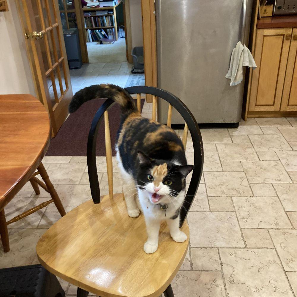 potret lucu kucing mengeong (reddit.com/user/humourless_radfem)