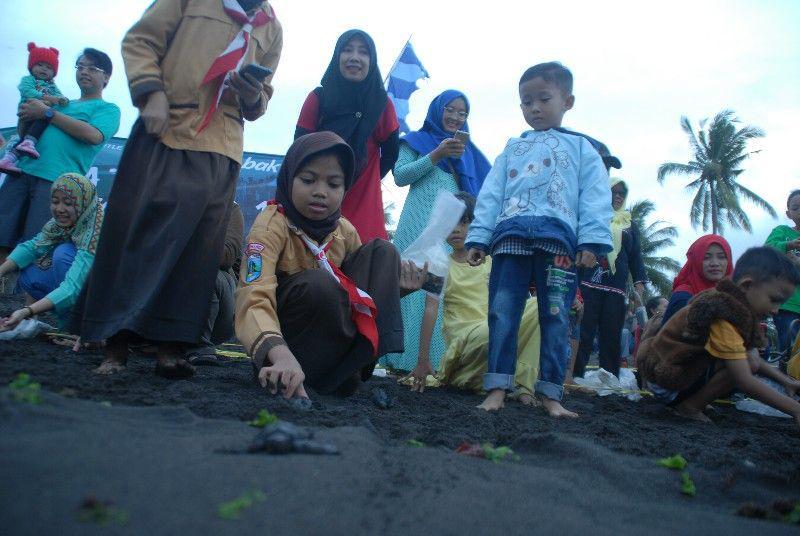 5 Wisata Pantai di Banyuwangi yang Aktif Konservasi Penyu