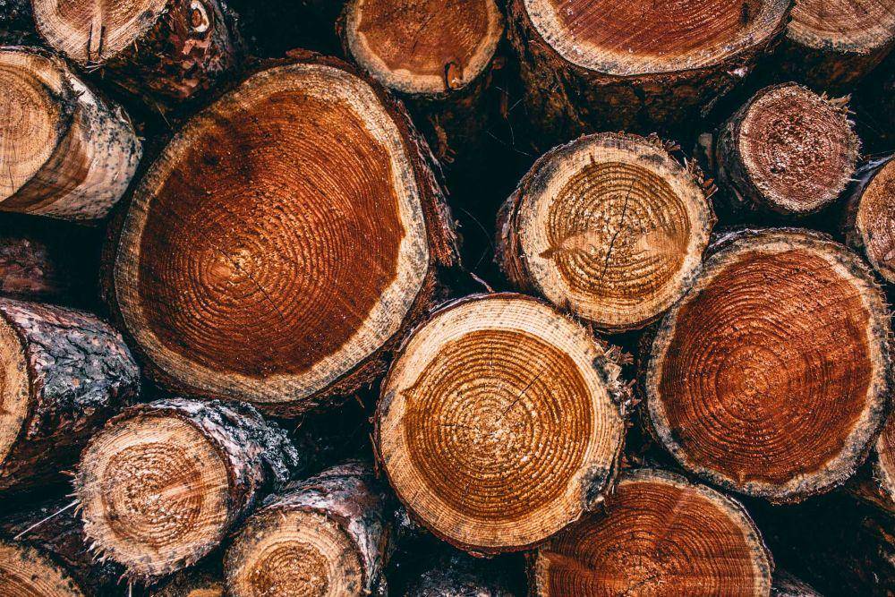 ilustrasi pohon jati (unsplash.com/@atlaskadrow)