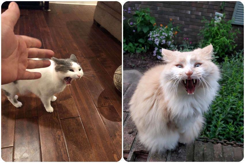 kolase potret lucu kucing mengeong (reddit.com/user/Happinessisafallacy | reddit.com/user/ScarySuzy)