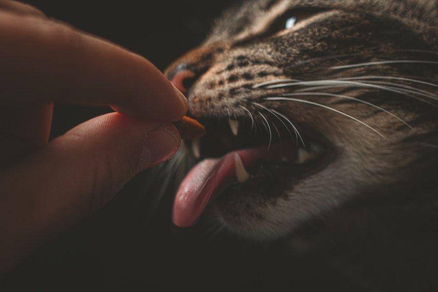 ilustrasi kucing makan kibble (pexels.com/Lucas Pezeta)