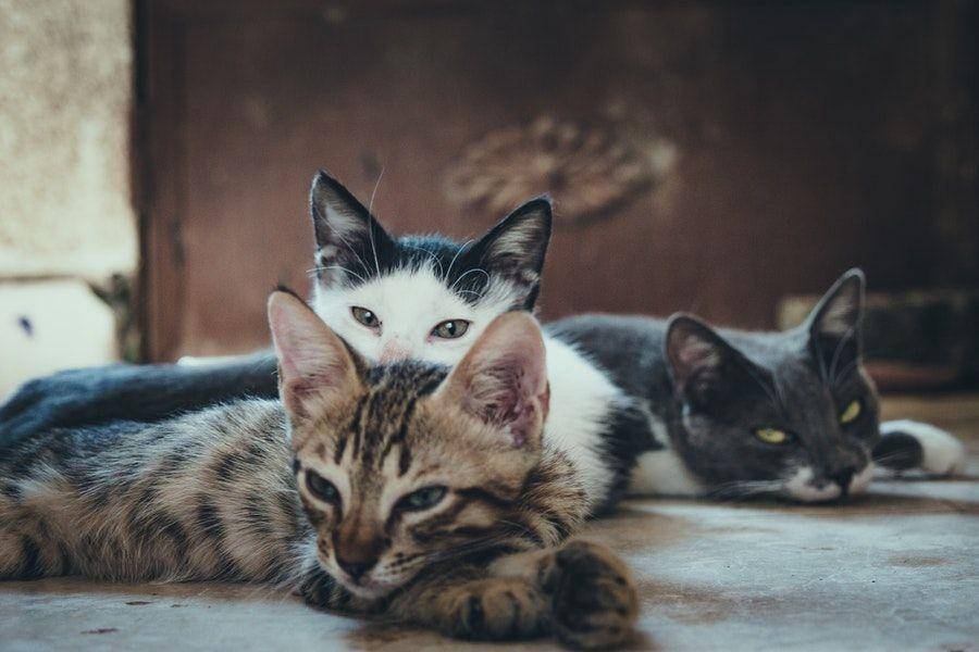 ilustrasi kucing-kucing (pexels.com/Mustafa ezz)