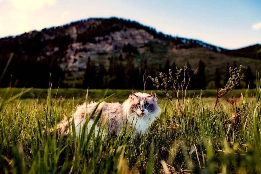 ilustrasi kucing di alam (pexels.com/Pixabay)