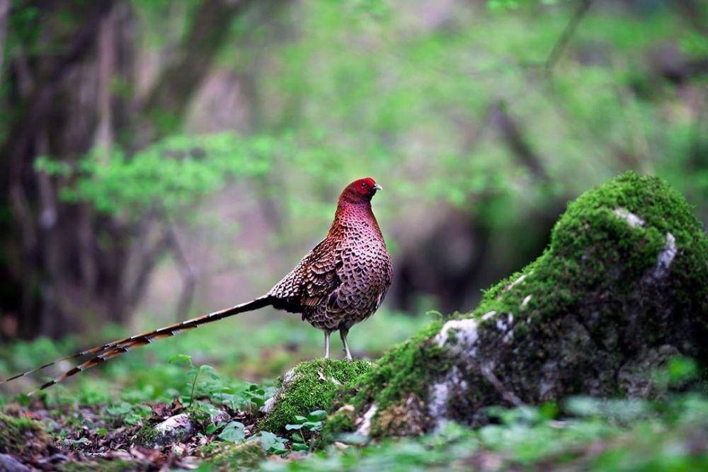 ilustrasi copper pheasant (instagram.com/wada_goichi)