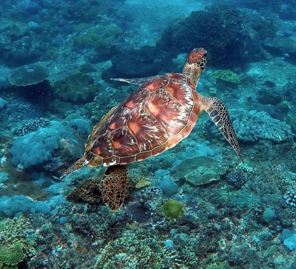 Crystal Bay Nusa Penida (instagram.com/collectingstories)