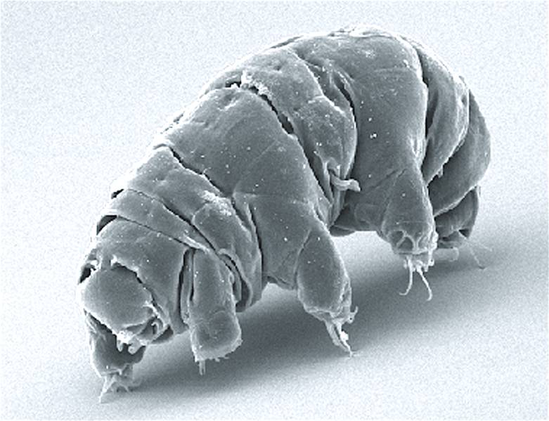 foto mikroskopik dari beruang air atau tardigrades. (commons.wikimedia.org/Schokraie E, Warnken U, Hotz-Wagenblatt A, Grohme MA, Hengherr S, et al. (2012))