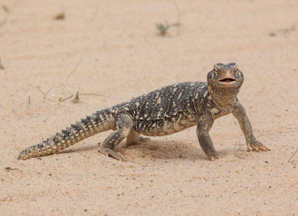 5 Fakta Menarik Dhub, Kadal Gurun Mirip Biawak yang Takut Air