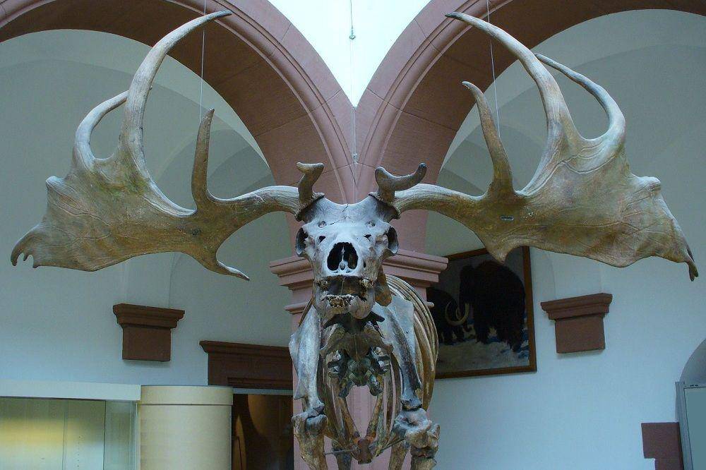 ilustrasi tengkorak dan tanduk irish elk (commons.wikimedia.org/Franco Atirador)