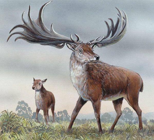 ilustrasi irish elk (extinctanimals.org)